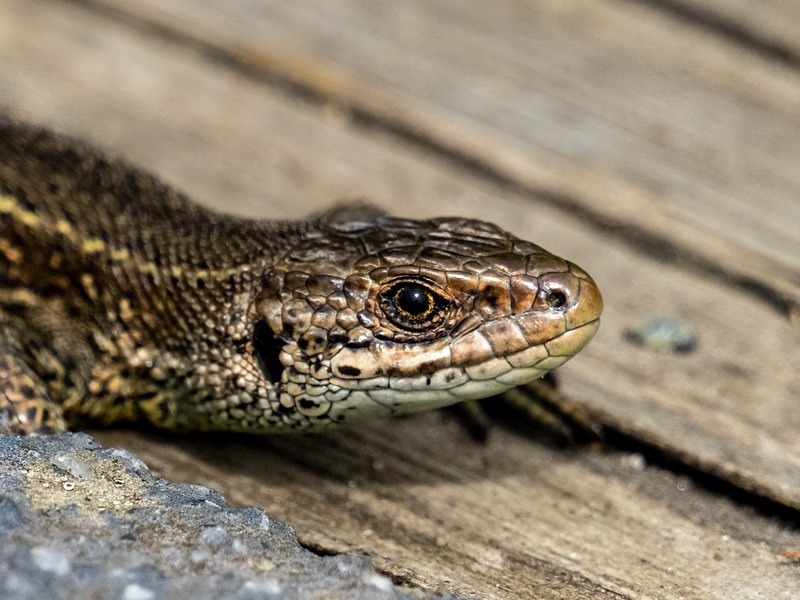 Common Lizard - Lizards