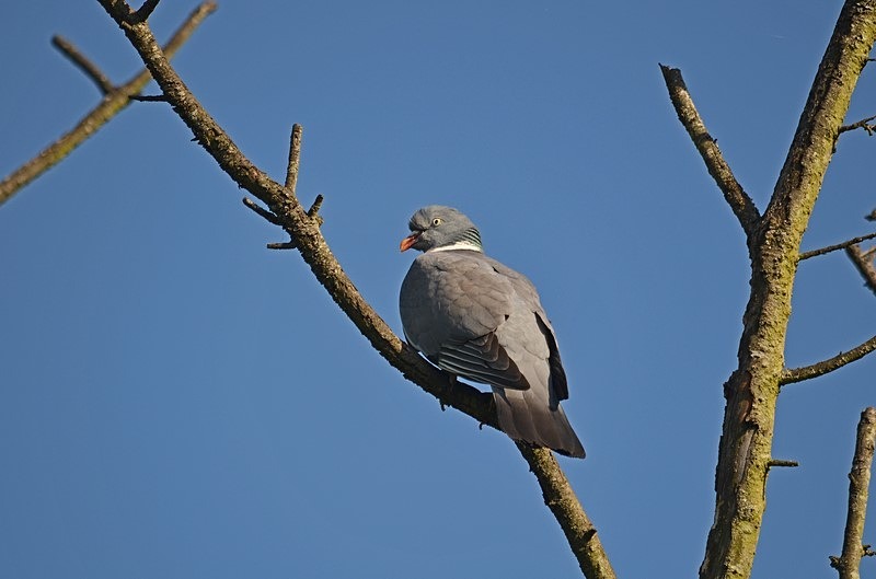 Woodpigeon - Pigeons and doves