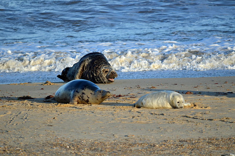 Atlantic Grey Seal - Atlantic Grey Seals