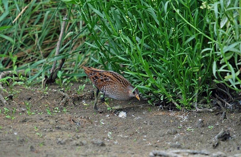 Spotted Crake - Crakes and rails