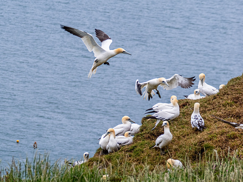 Gannets - Latest photos