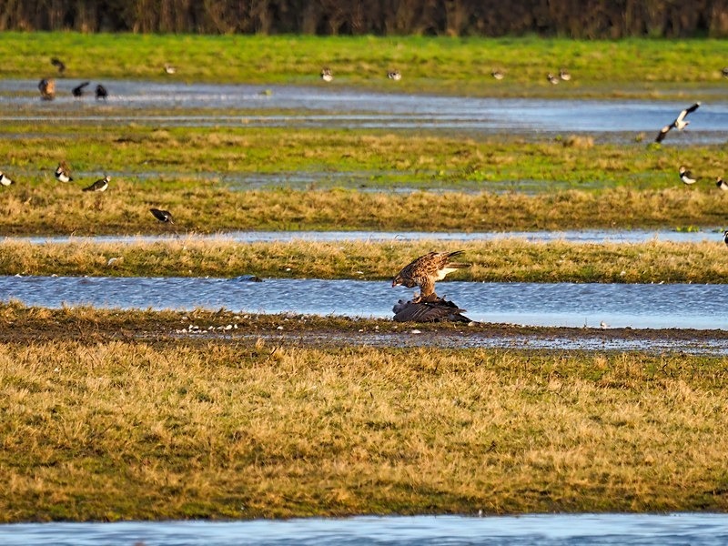 Common Buzzard - Birds of prey