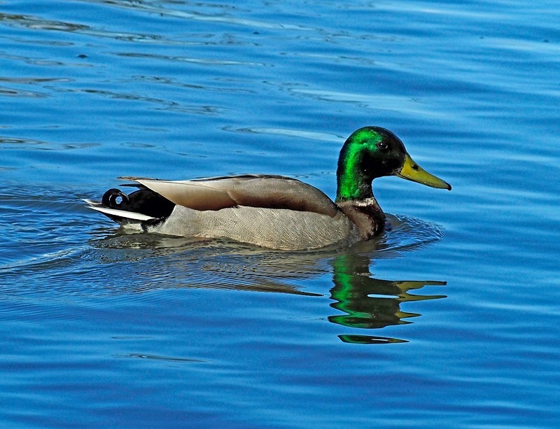 Mallard - Dabbling ducks