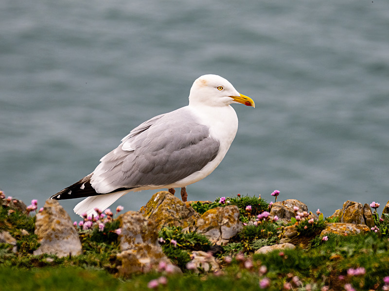Herring Gull - Latest photos