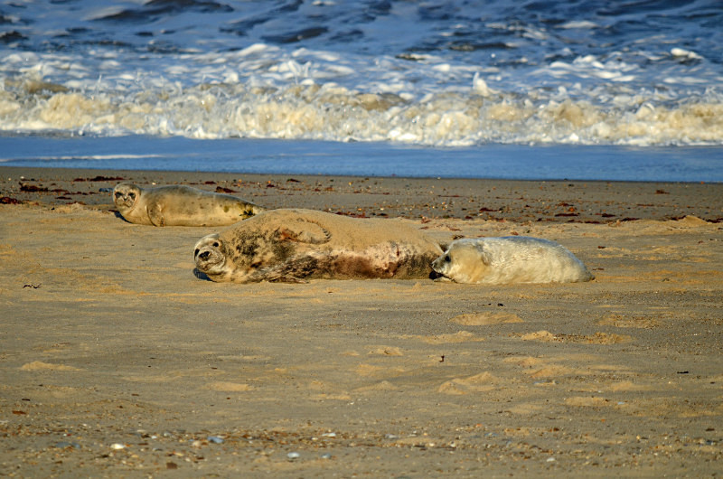 Atlantic Grey Seal - Atlantic Grey Seals