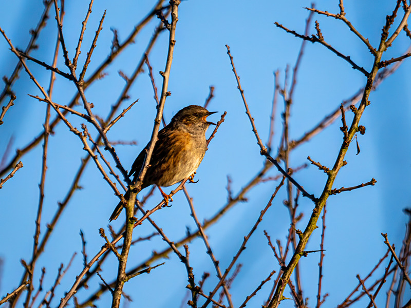 Dunnock - Latest photos