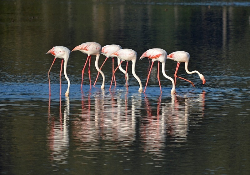 Greater Flamingos - South and west Spain - April and May 2012