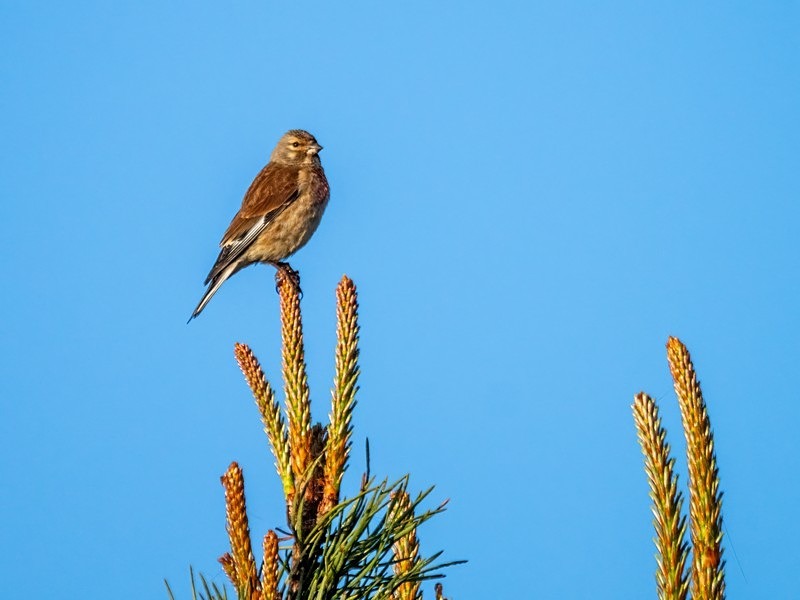 Linnet - Finches