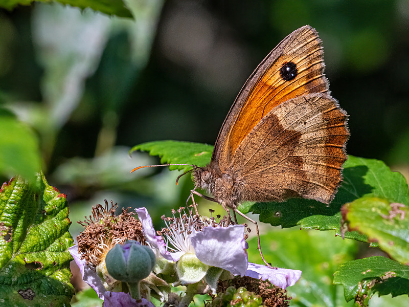 Gatekeeper - Latest photos