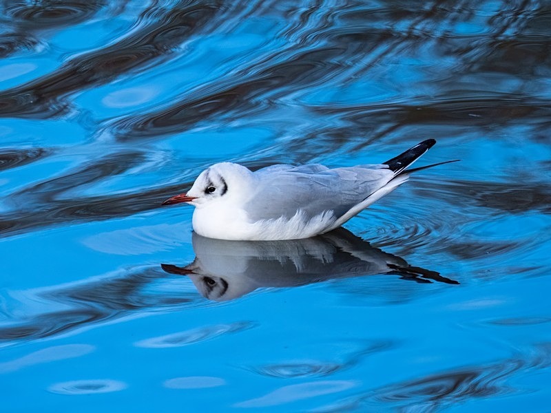 Black-headed Gull - Gulls