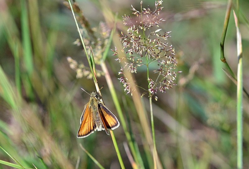 Small Skipper - Butterflies