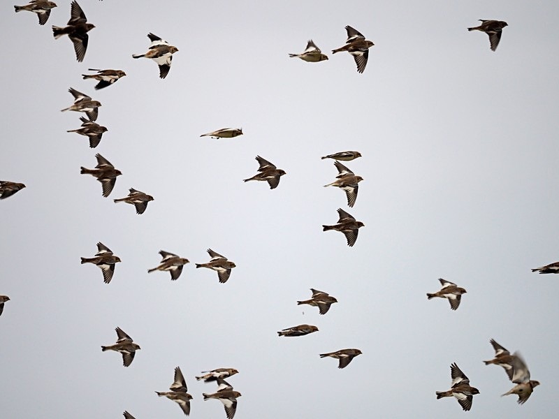 Snow Buntings - Buntings