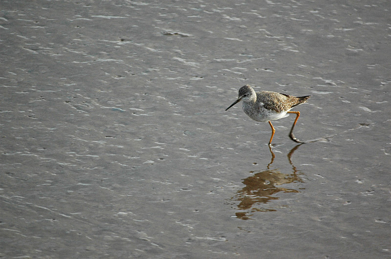 Lesser Yellowlegs - Sandpipers