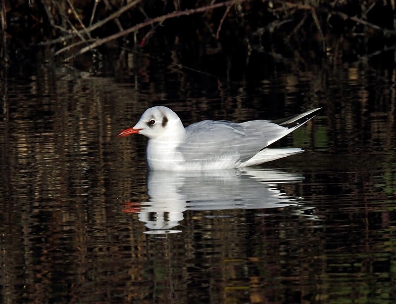 Black-headed Gull - Gulls