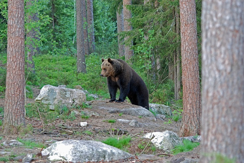 Brown Bear - North Finland and north Norway - May and June 2009
