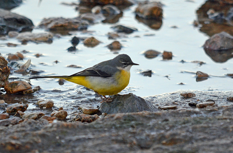 Grey Wagtail - Wagtails