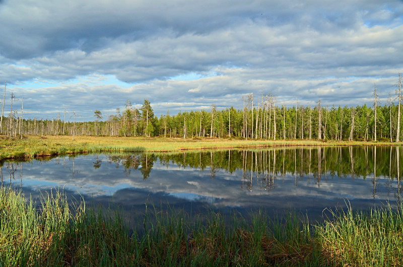 Wild Brown Bear Centre, near Vartius, Kainuu, Finland