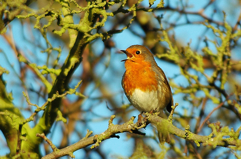 Robin - Robins