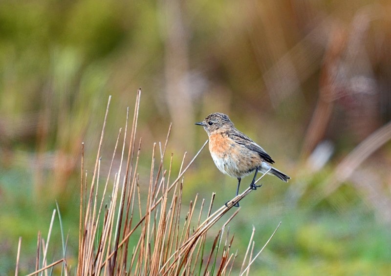 Stonechat - Chats