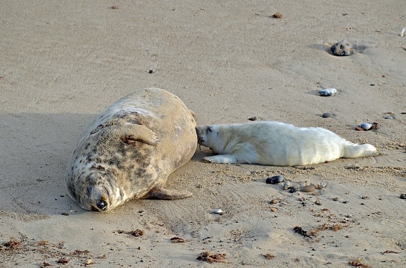 Atlantic Grey Seals - Atlantic Grey Seals