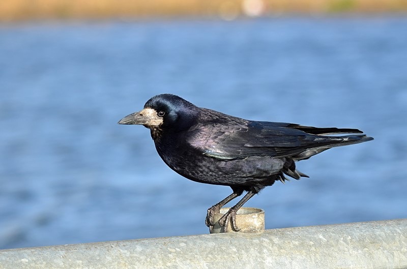 Rook - Ireland - January and February 2020