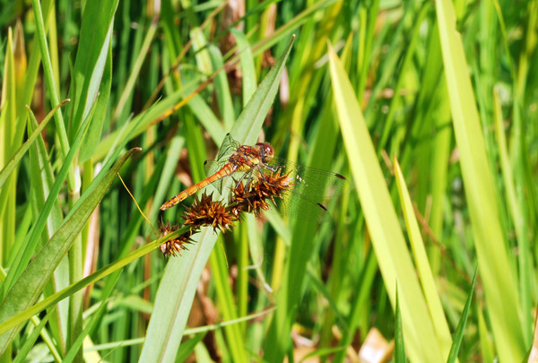 Common Darter - Dragonflies and damselflies