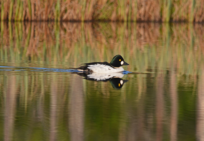 Goldeneye - North east Finland