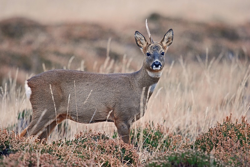 Roe Deer - Roe Deer