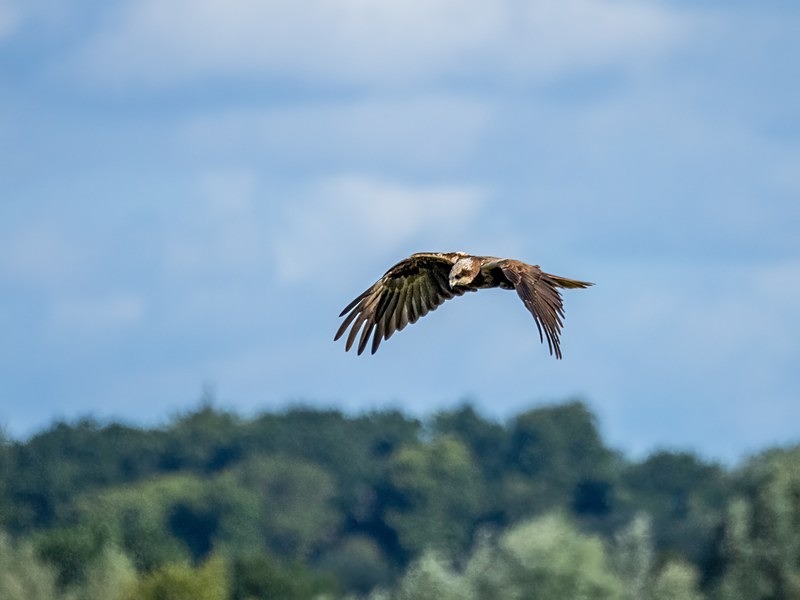 Marsh Harrier - Birds of prey