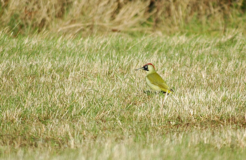 Green Woodpecker - Woodpeckers