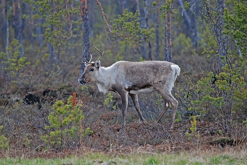 Reindeer - North Finland and north Norway - May and June 2009