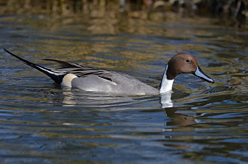 Pintail - Dabbling ducks