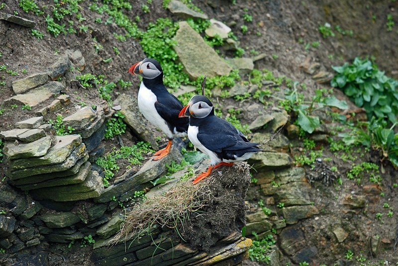Puffins - Puffins
