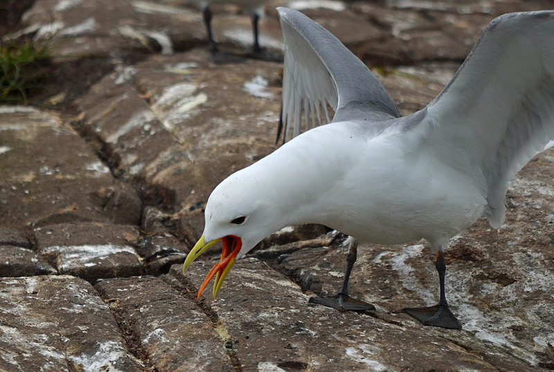 Kittiwake - Gulls