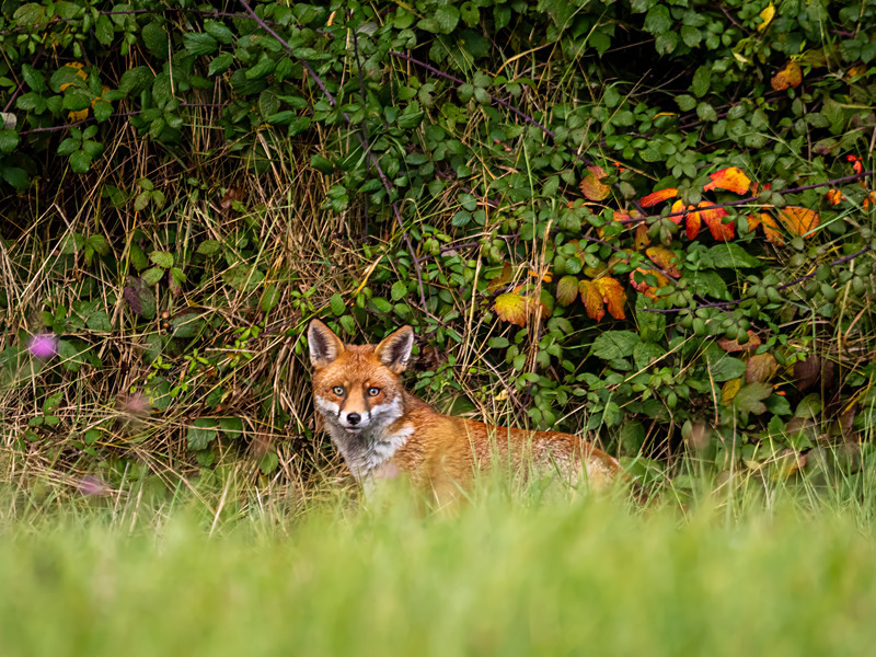 October 2024 - Red Fox - Photos of the month