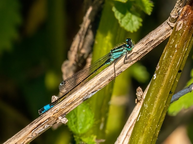 Blue-tailed Damselfly - Dragonflies and damselflies