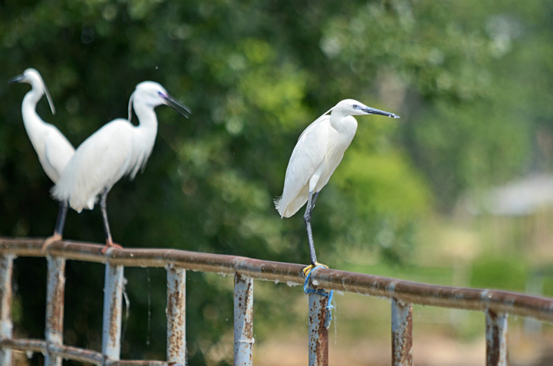 Little Egrets - Central Macedonia