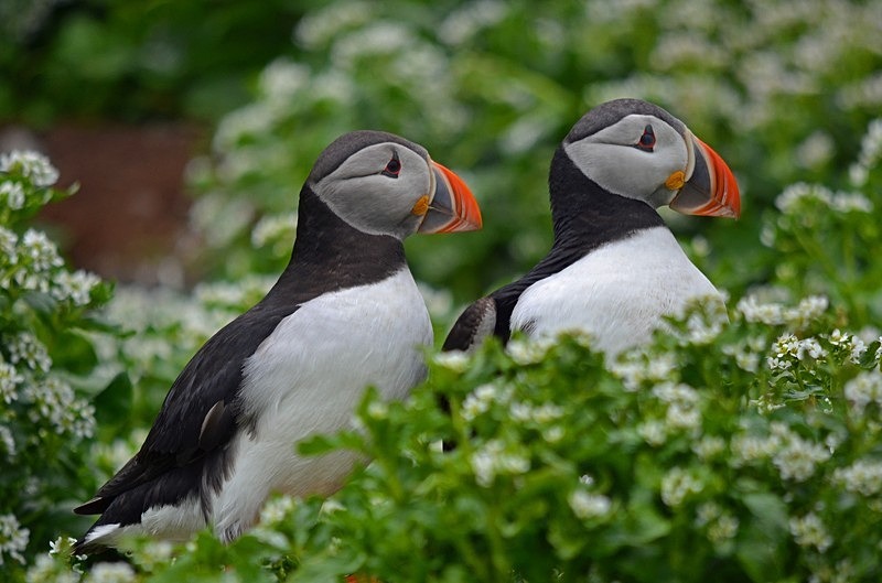 Puffin - North Norway