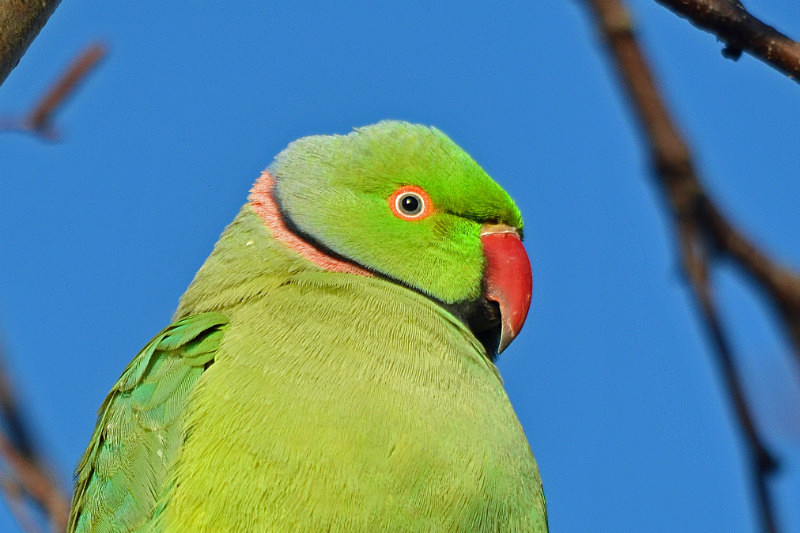 Ring-necked Parakeet - Parakeets