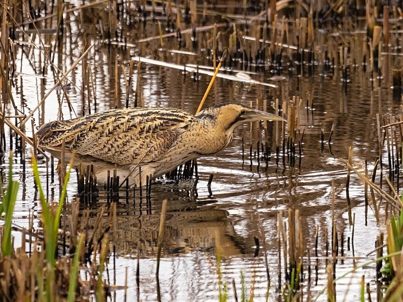 Bittern - Herons and egrets