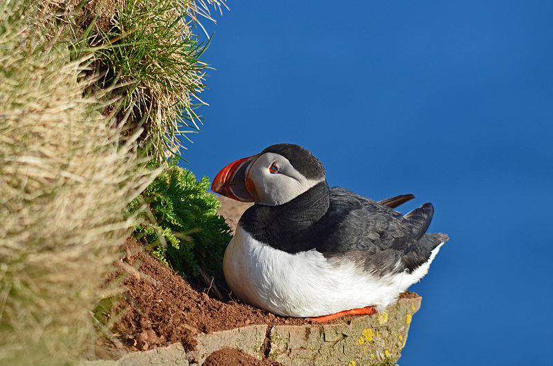 Puffin - Westfjords