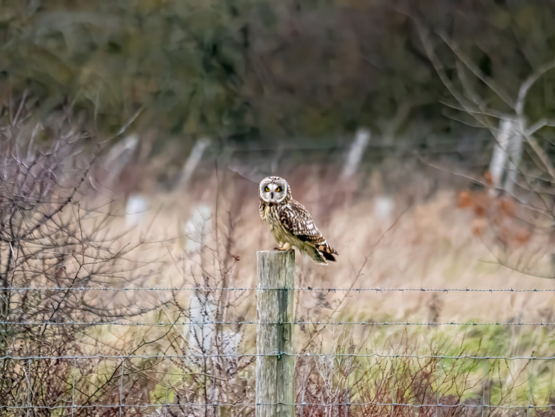 Short-eared Owl - Latest photos