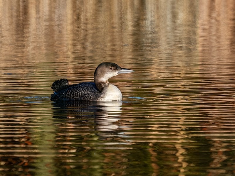 Great Northern Diver - Latest photos