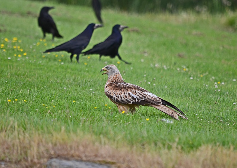 Red Kite - Birds of prey