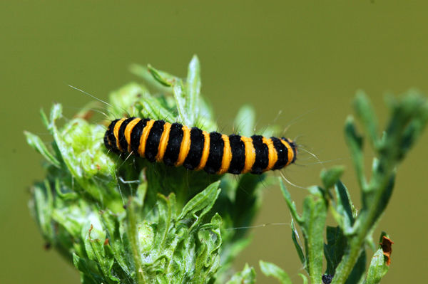 Cinnabar caterpillar - Moths