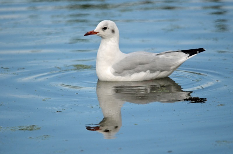 Black-headed Gull - Gulls