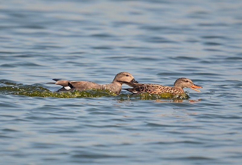 Gadwall - Dabbling ducks