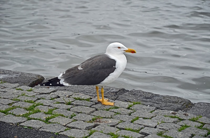 Lesser Black-backed Gull - Reykjavík and Reykjanes peninsula
