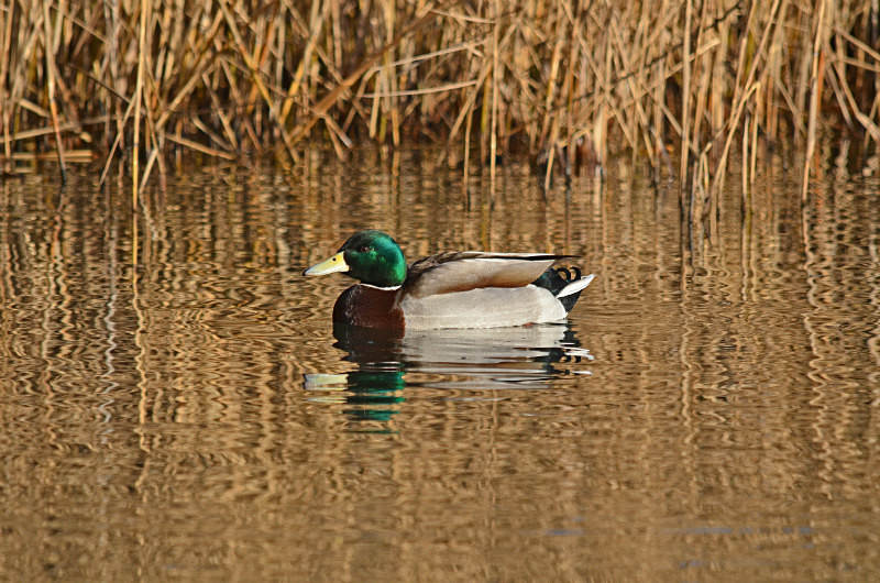 Mallard - Dabbling ducks