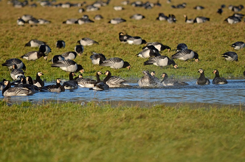 Barnacle Geese - Black geese